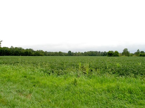 Property photo 1 - 37+/- Acre Productive Tillable Farmland Auction